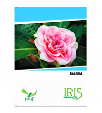 Iris F1 Balsam 15 Seeds